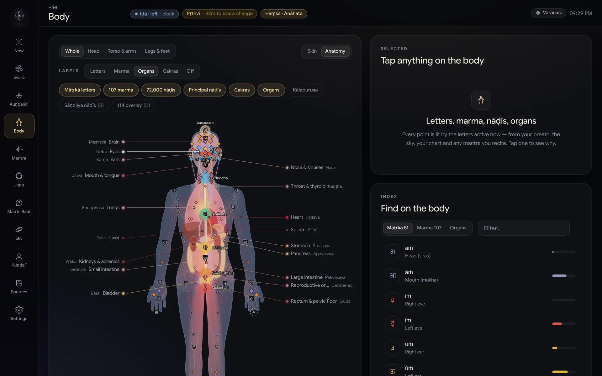 The anatomy view with organs labelled